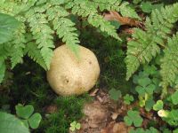 Dickschaliger Kartoffelbovist